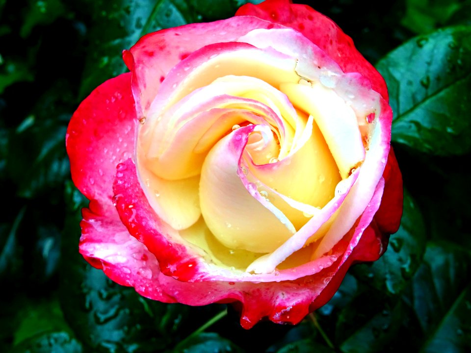 Red Rose Bud