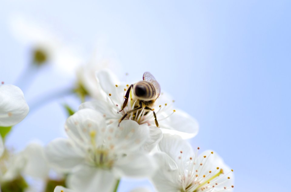 Bee In White Flowers