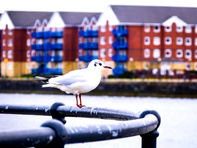 Seagull On Railing Along Waterfront