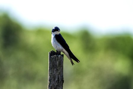 Oiseau (Hirondelle Bicolore) 233