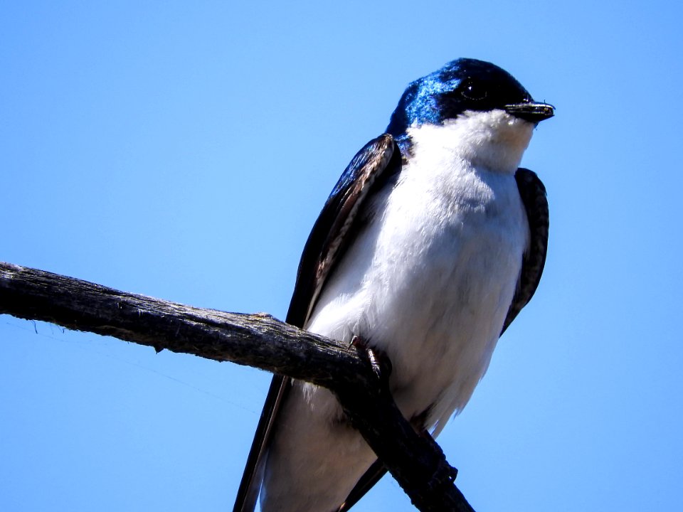 Oiseau (Hirondelle Bicolore) 238