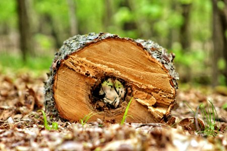 Hollow Log