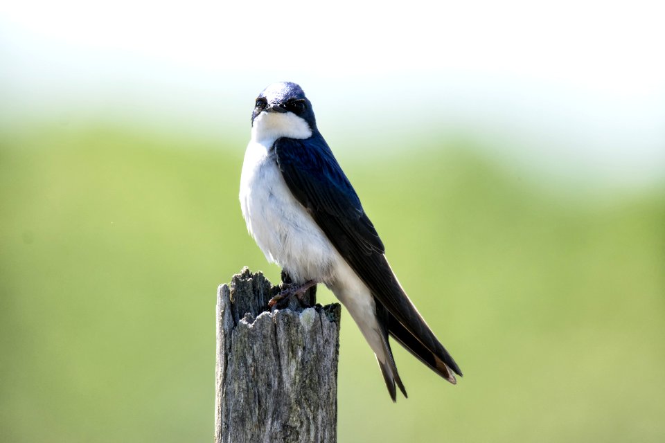 Oiseau (Hirondelle Bicolore) 235