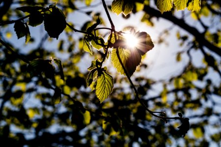 Sun Rays Through Hazel Leaves photo