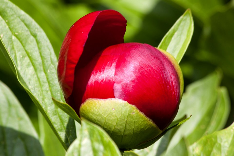Plant Flower Bud Close Up