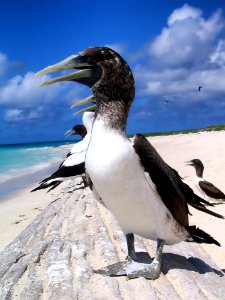 Bird Fauna Seabird Beak photo