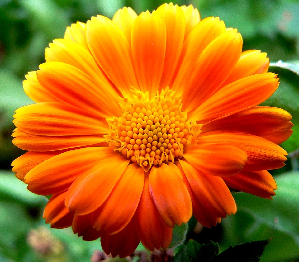 Flower Yellow Flora Calendula