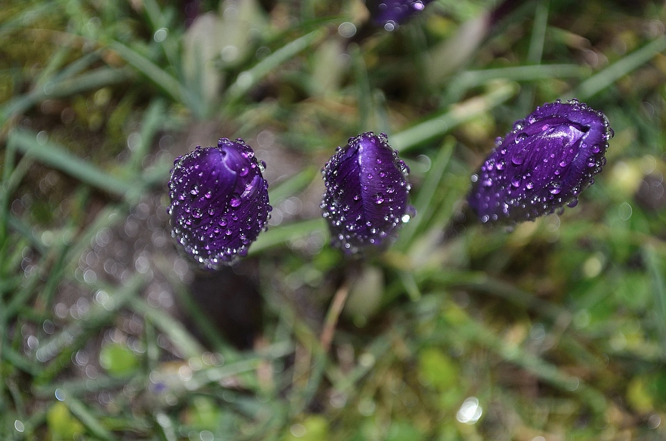 Raindrops macro background