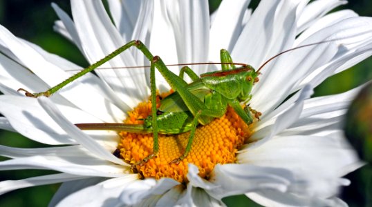 Flower Oxeye Daisy Pollen Insect photo