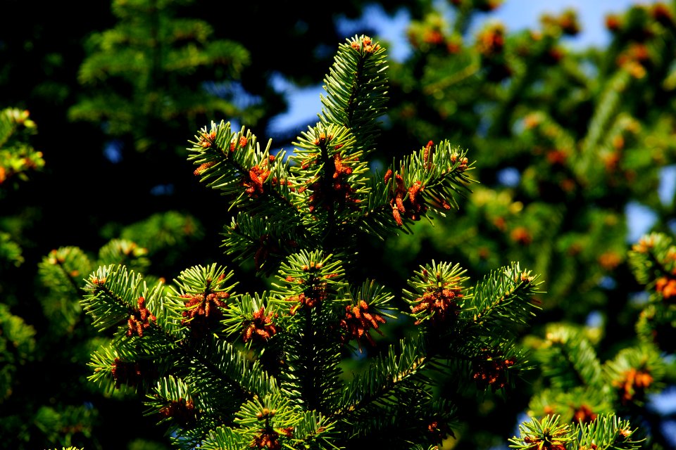 Spruce Vegetation Pine Family Tree