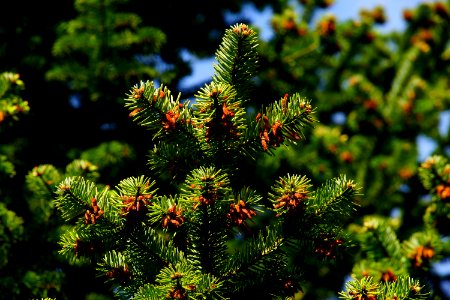 Spruce Vegetation Pine Family Tree photo
