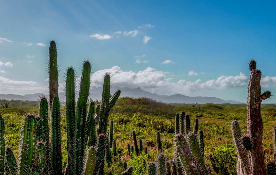 Macanao Peninsula Cactus