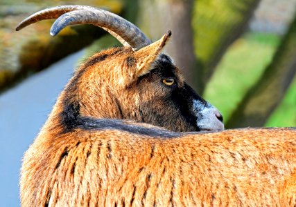 Horn Goats Fauna Goat photo