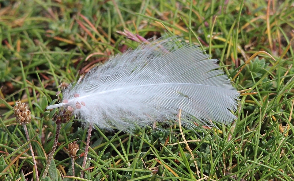 White airy slightly