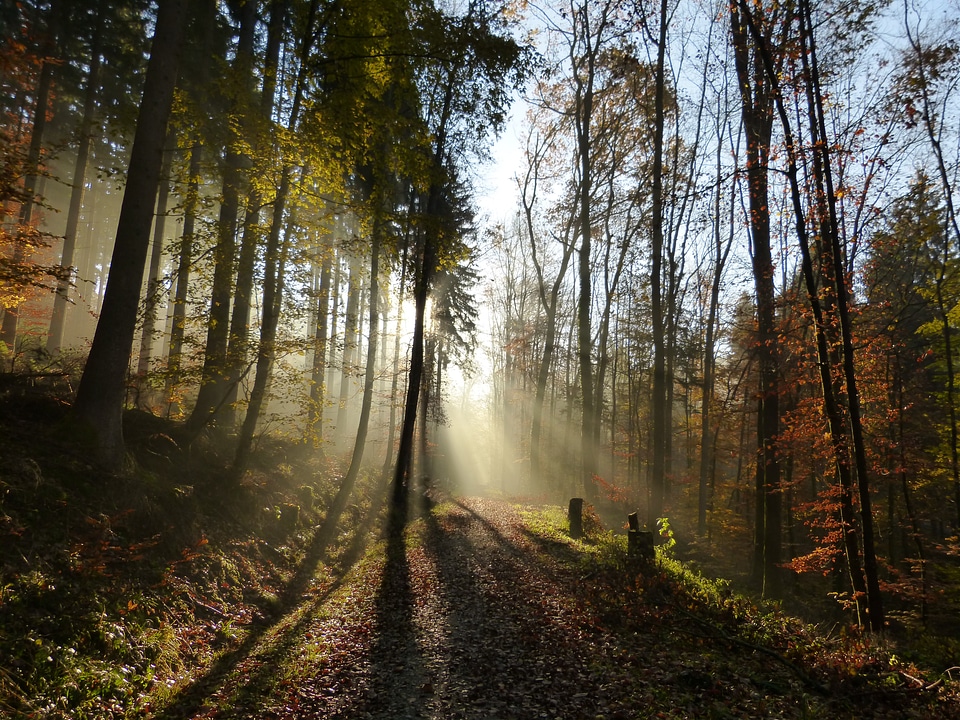 Sun fog mood