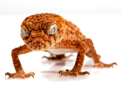 Reptile Scaled Reptile Lizard Gecko