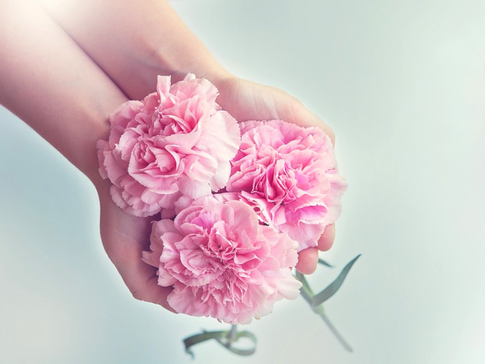 Flower Pink Flowering Plant Rose Family