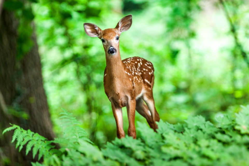 Wildlife Deer Mammal Fauna