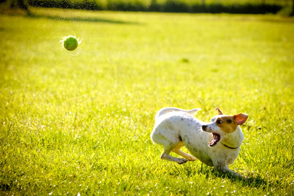 Green Grass Dog Breed Grassland