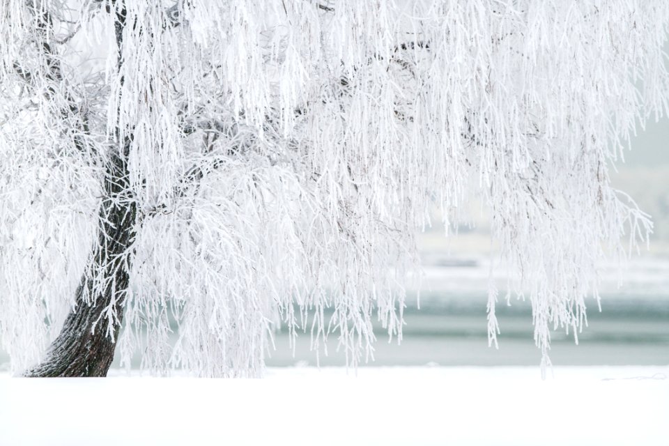 Water Freezing Winter Tree