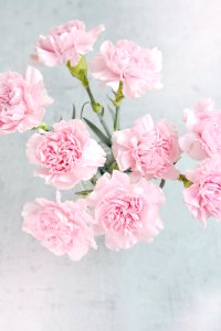 Flower Pink Flowering Plant Rose Family photo