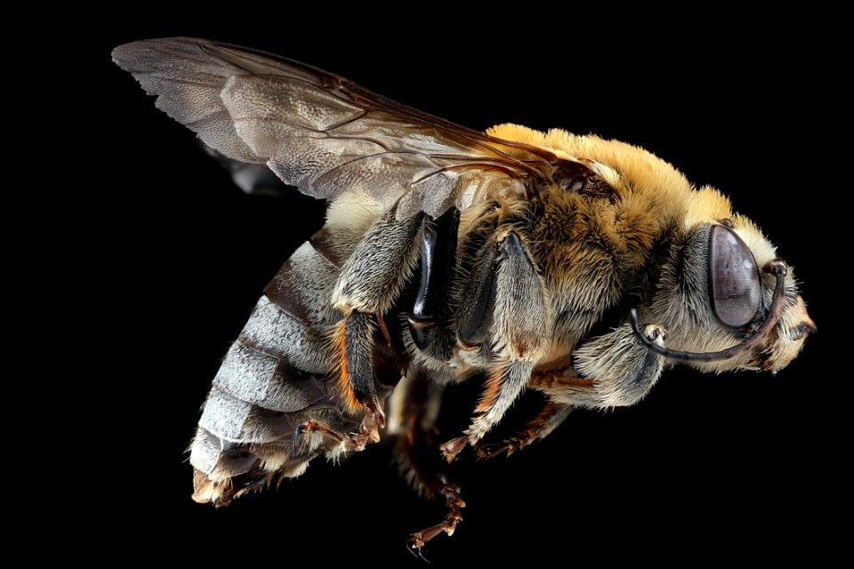 Insect Honey Bee Bee Invertebrate