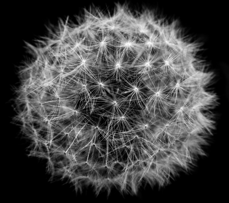 Black And White Nature Monochrome Photography Flower