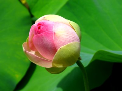 Flower Lotus Sacred Lotus Plant