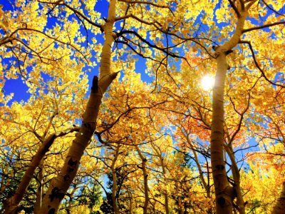 Nature Tree Yellow Autumn