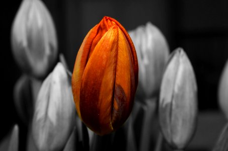 Flower Plant Close Up Flora