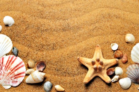 Seashell Conchology Sand Material