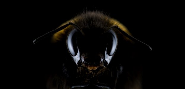 Insect Bee Honey Bee Invertebrate
