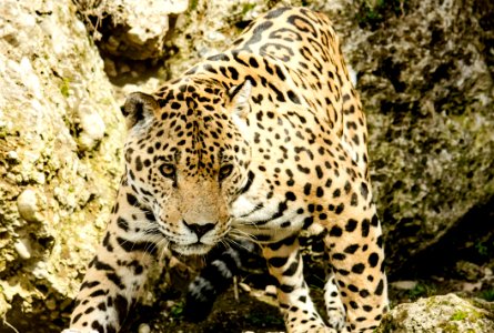 Leopard Jaguar Terrestrial Animal Wildlife photo