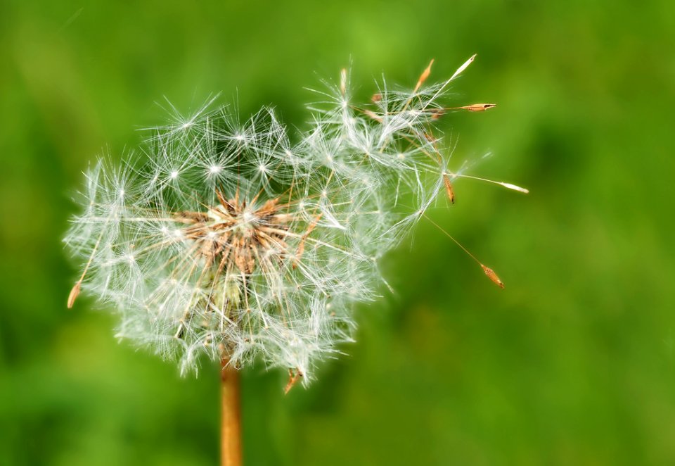 Dandelion Flora Vegetation Flower