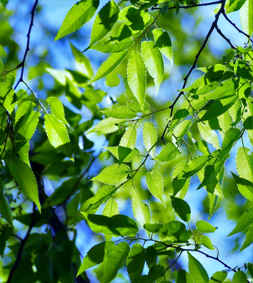 Leaf Tree Woody Plant Plant