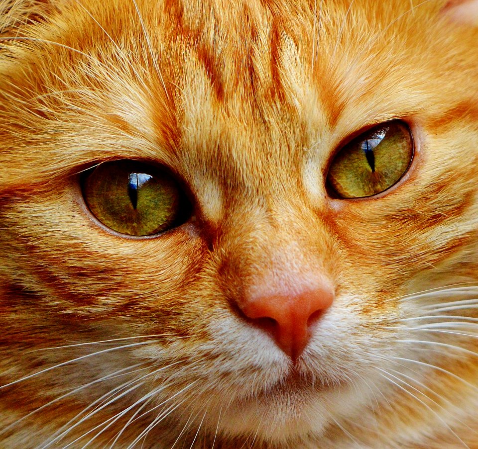 Cat Whiskers Face Eye