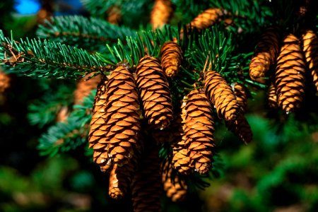Pine Family Spruce Conifer Tree photo