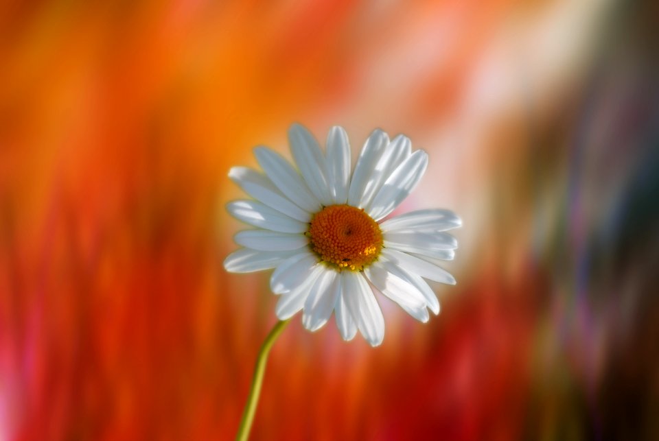 Flower Flora Oxeye Daisy Petal
