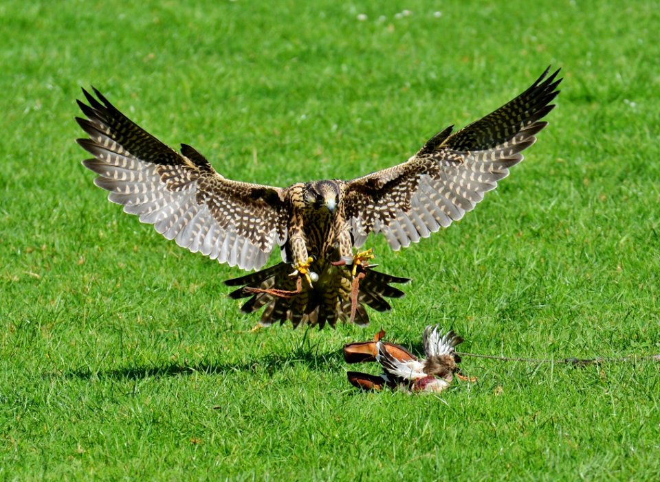 Bird Fauna Ecosystem Bird Of Prey