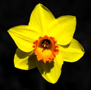 Flower Yellow Flora Flowering Plant