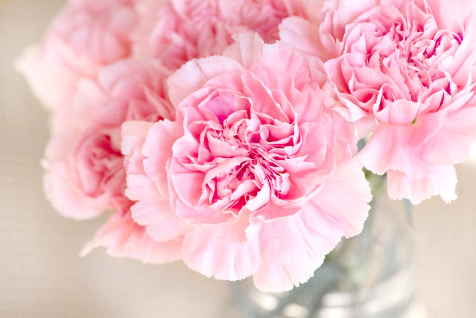 Flower Pink Flowering Plant Peony