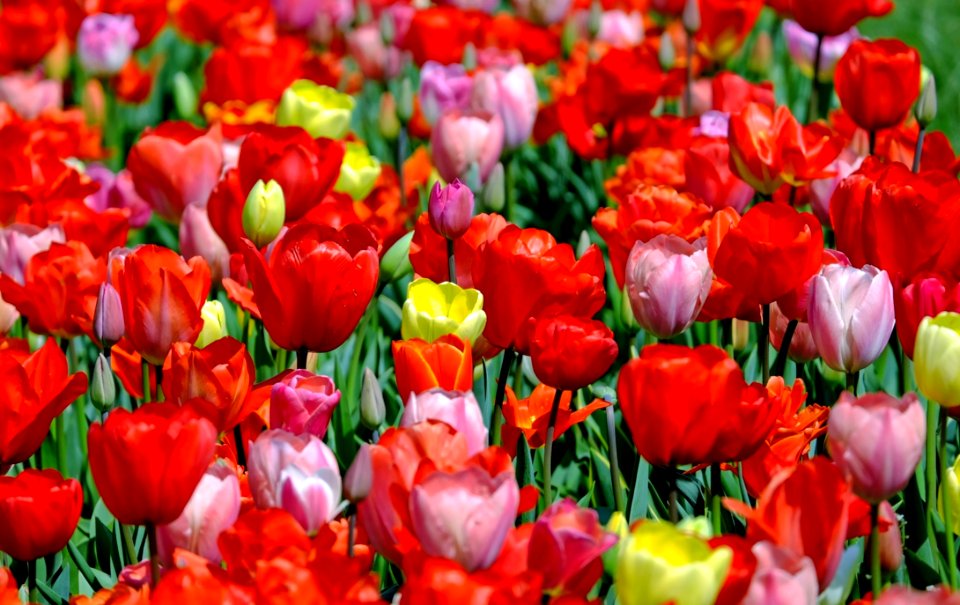 Flower Plant Flowering Plant Tulip