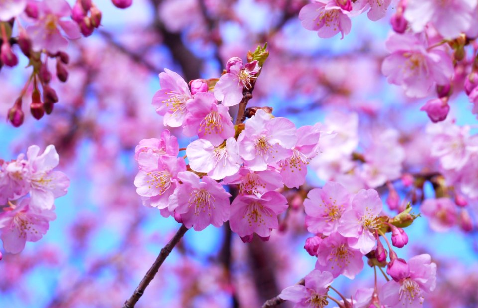 Blossom Pink Flower Cherry Blossom photo