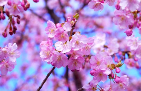 Blossom Pink Flower Cherry Blossom