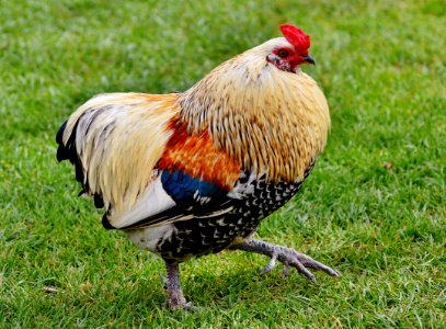 Chicken Rooster Bird Galliformes photo
