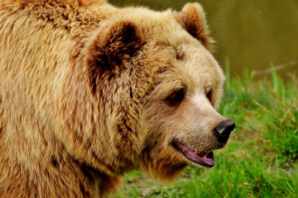 Brown Bear Grizzly Bear Terrestrial Animal Mammal