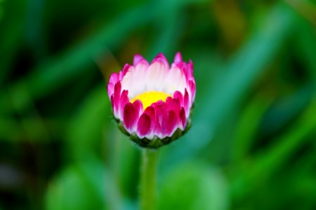 Flower Close Up Wildflower Petal photo