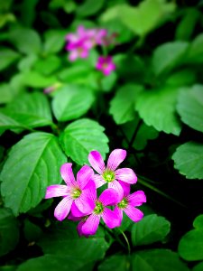 Flower Plant Flora Flowering Plant