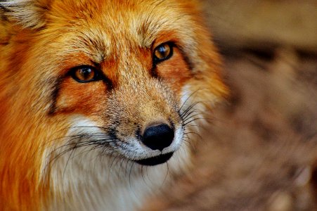 Fox Wildlife Red Fox Mammal photo