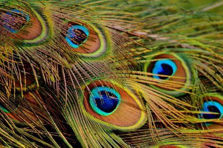 Peafowl Feather Close Up Beak photo